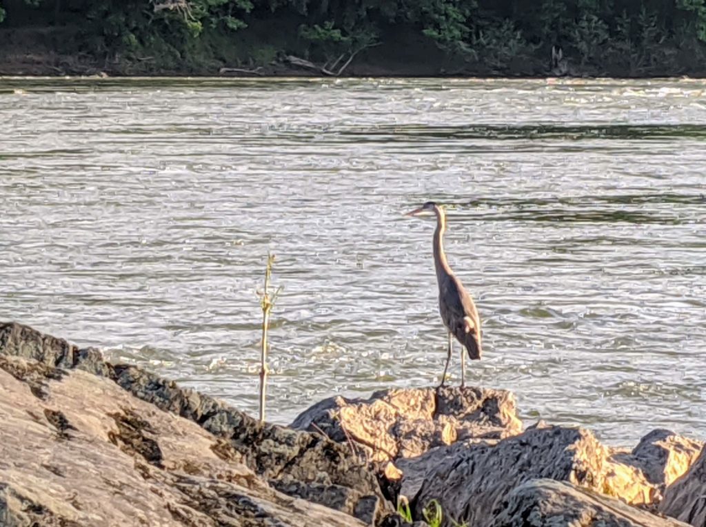 A heron fishes the Potomac from the Virginia shore, just south of Great Falls.