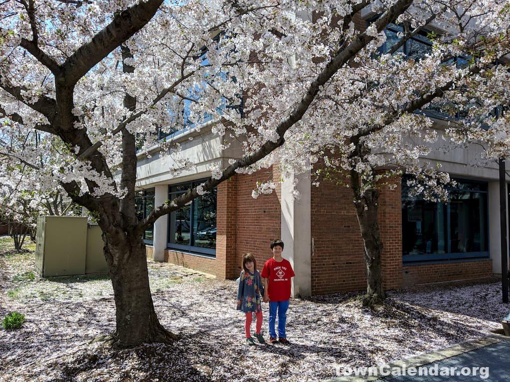 The cherry blossoms in front of the Arlington County Library are just as grand as the ones along the Tidal Basin (and with fewer crowds)