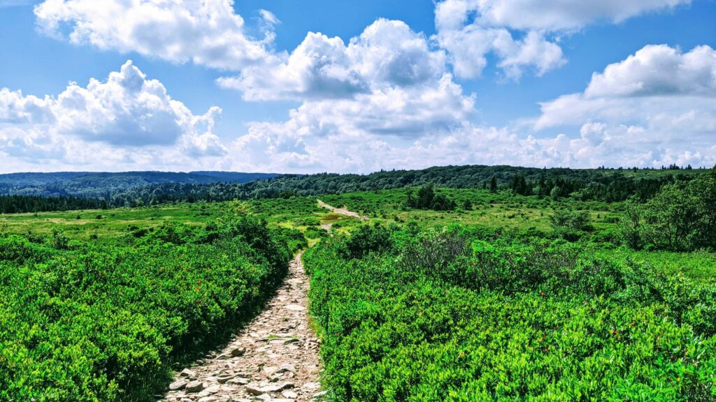 With its cooler climate and tundra vegetation, Dolly Sods hardly seems like a part of West Virginia.