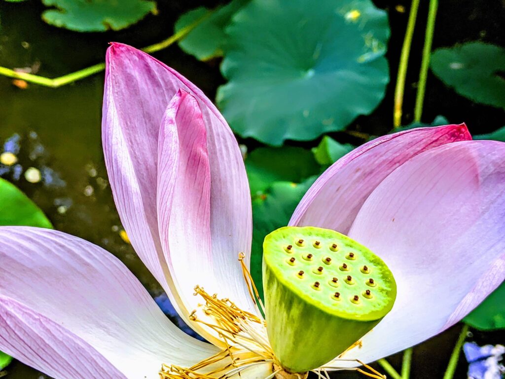 A lily flower blooms in Green Spring Garden