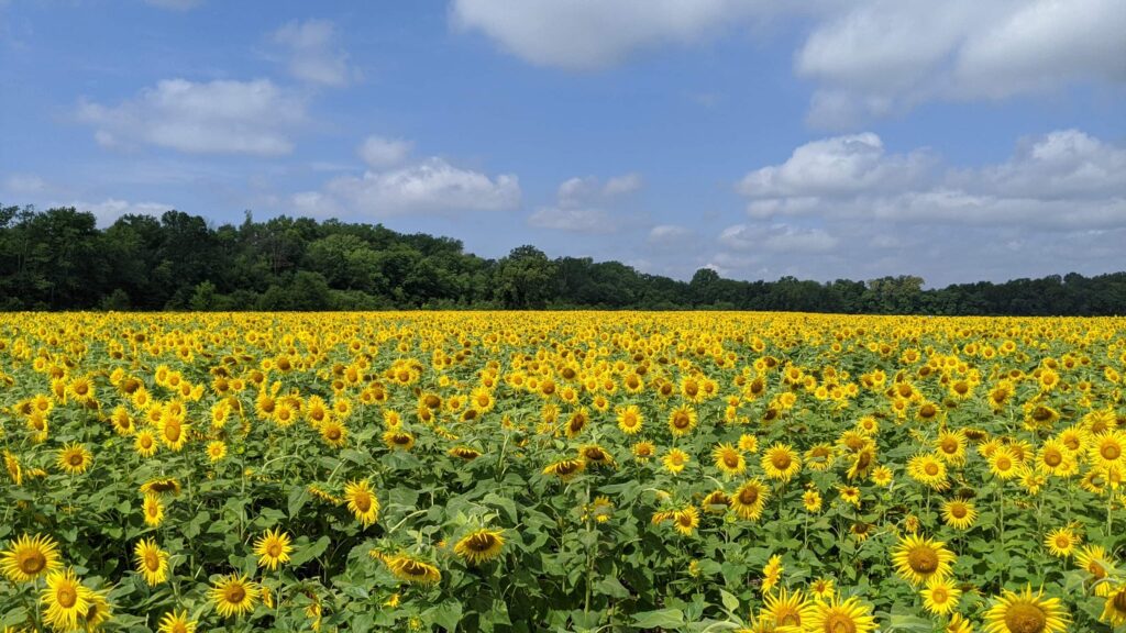 An open field of sunflowers extend almost to the sky at at McKee-Beshers WMA near Washington, DC