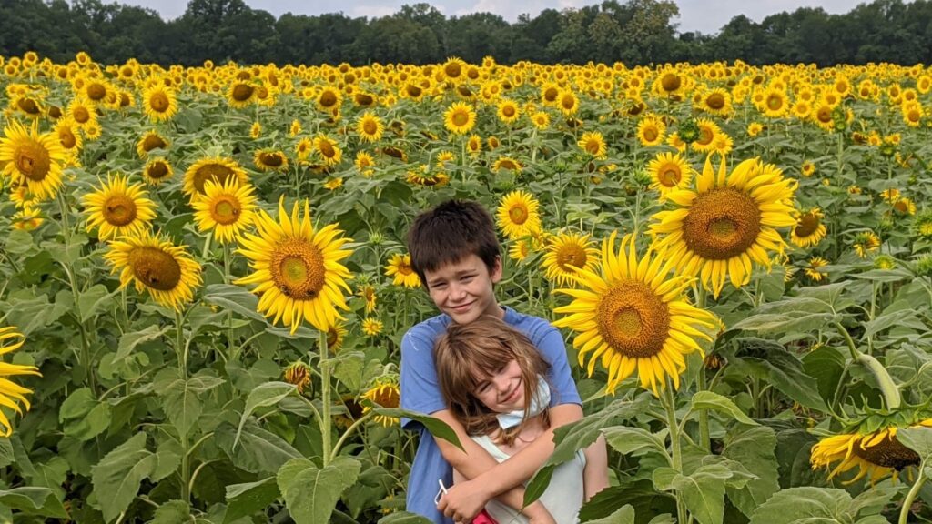 In August, the sunflowers seem to go on forever at McKee-Beshers WMA near Washington, DC